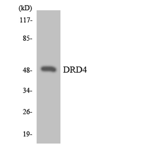 Western blot analysis of the lysates from RAW264.7cells using DRD4 antibody.