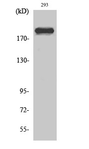 Western blot analysis of various cells using Dio-1 polyclonal antibody diluted at 1:2000 STJ92716