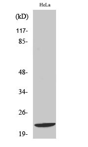 Western blot analysis of various cells using Di-Ras1 polyclonal antibody STJ92718