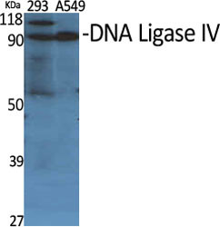 Western blot analysis of various cells using DNA Ligase IV Polyclonal Antibody diluted at 1:500 STJ92732