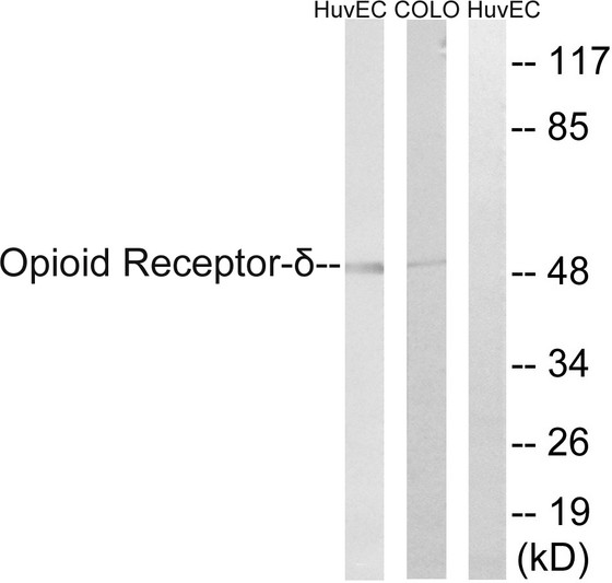 Western blot analysis of lysates from HUVEC and COLO205 cells, using Opioid Receptor-delta Antibody. The lane on the right is blocked with the synthesized peptide.