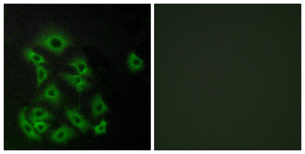 Immunofluorescence analysis of A549 cells, using EDG8 Antibody. The picture on the right is blocked with the synthesized peptide.