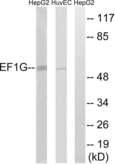 Western blot analysis of lysates from HUVEC and HepG2 cells, using EEF1G Antibody. The lane on the right is blocked with the synthesized peptide.