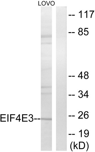 Western blot analysis of lysates from LOVO cells, using EIF4E3 Antibody. The lane on the right is blocked with the synthesized peptide.
