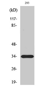 Western Blot analysis of various cells using ELOVL6 Polyclonal Antibody STJ92905
