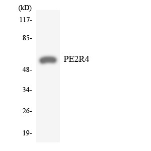 Western blot analysis of the lysates from HeLa cells using PE2R4 antibody.