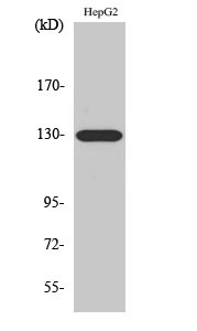 Western blot analysis of A549 cells using EphA5 Polyclonal Antibody