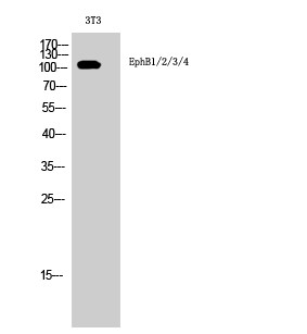Western blot analysis of 3T3 cells using EphB1/2/3/4 Polyclonal Antibody STJ92950