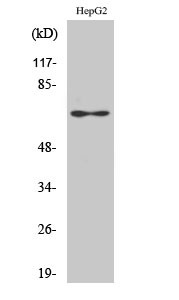 Western Blot analysis of various cells using Epsin 2 Polyclonal Antibody diluted at 1:1000 STJ92967