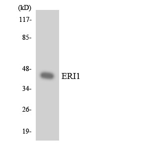 Western blot analysis of the lysates from HUVECcells using ERI1 antibody.