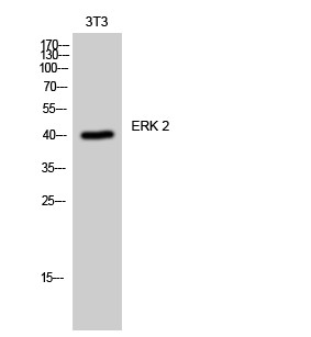 Western blot analysis of 3T3 cells using ERK 2 polyclonal antibody diluted at 1:2000 STJ92992