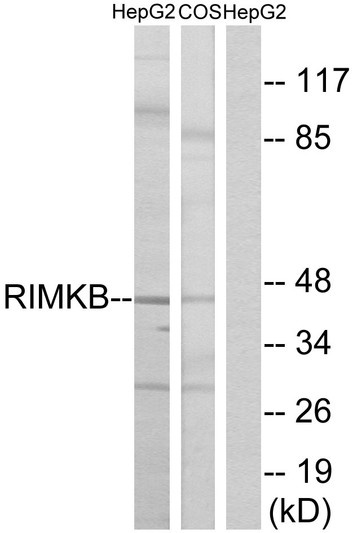 Western blot analysis of lysates from HepG2 and COS cells, using RIMKB Antibody. The lane on the right is blocked with the synthesized peptide.