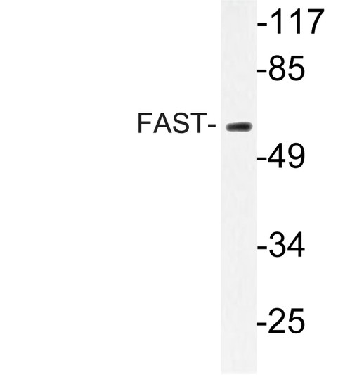Western blot analysis of lysate from A549 cells, using FAST antibody.
