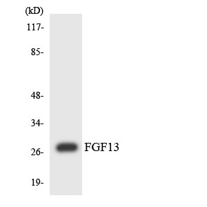 Western blot analysis of the lysates from Jurkat cells using FGF13 antibody.