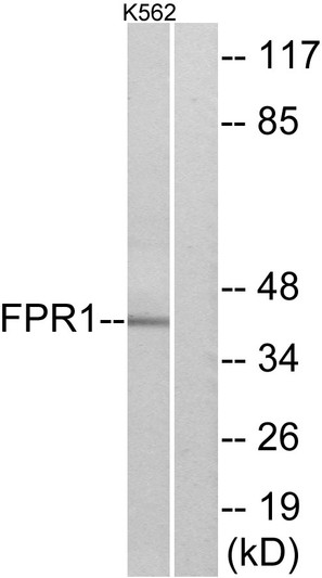 Western blot analysis of lysates from K562 cells, using FPR1 Antibody. The lane on the right is blocked with the synthesized peptide.