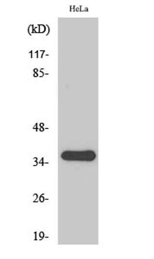 Western blot analysis of HuvEc cells using FRP-2 Polyclonal Antibody diluted at 1：500