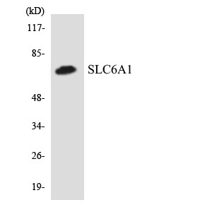Western blot analysis of the lysates from HeLa cells using SLC6A1 antibody.