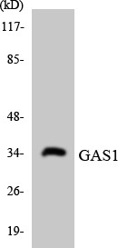 Western blot analysis of the lysates from HeLa cells using GAS1 antibody.