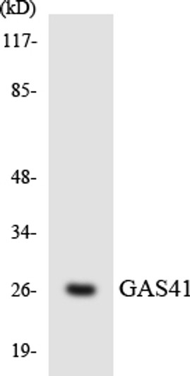 Western blot analysis of the lysates from HT-29 cells using GAS41 antibody.