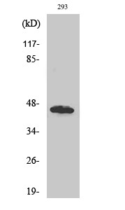 Western Blot analysis of various cells using GBDR1 Polyclonal Antibody diluted at 1:500 STJ93231