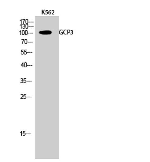 Western blot analysis of K562 cells using GCP3 Polyclonal Antibody