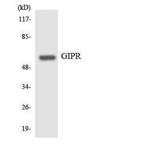 Western blot analysis of the lysates from HT-29 cells using GIPR antibody.
