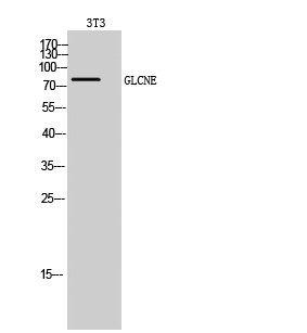 Western Blot analysis of 3T3 cells using GLCNE Polyclonal Antibody diluted at 1:500 STJ93278