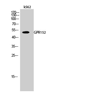 Western blot analysis of k562 cells using GPR152 Polyclonal Antibody