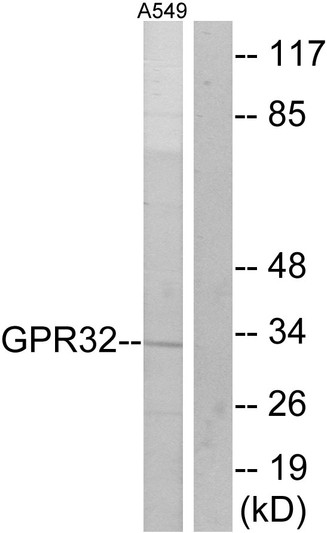 Western blot analysis of lysates from A549 cells, using GPR32 Antibody. The lane on the right is blocked with the synthesized peptide.