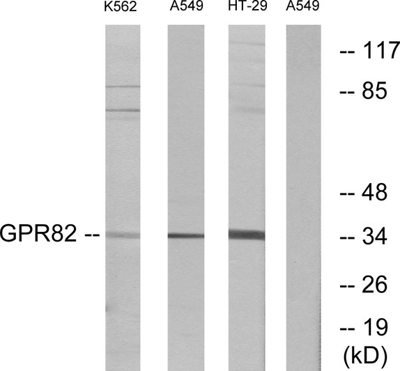 Western blot analysis of lysates from A549, K562, and HT-29 cells, using GPR82 Antibody. The lane on the right is blocked with the synthesized peptide. Western blot analysis of lysates from A549, K562, and HT-29 cells, using GPR82 Antibody. The lane on the right is blocked with the synthesized peptide.