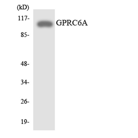 Western blot analysis of the lysates from HeLa cells using GPRC6A antibody.