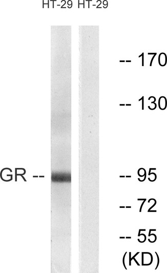 Western blot analysis of lysates from HT-29 cells, treated with PMA 125ng/ml 30', using GR Antibody. The lane on the right is blocked with the synthesized peptide.