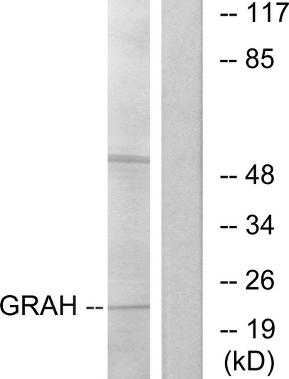 Western blot analysis of lysates from K562 cells, using GRAH Antibody. The lane on the right is blocked with the synthesized peptide.