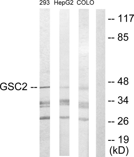 Western blot analysis of lysates from 293, HepG2, and COLO205 cells, using GSC2 Antibody. The lane on the right is blocked with the synthesized peptide.