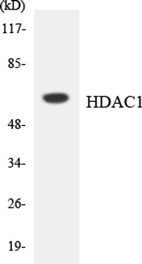 Western blot analysis of the lysates from COLO205 cells using HDAC1 antibody. Western blot analysis of the lysates from COLO205 cells using HDAC1 antibody.
