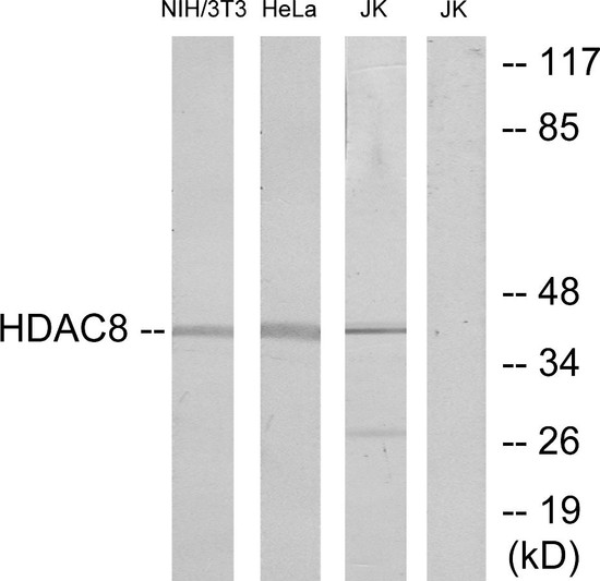 Western blot analysis of lysates from NIH/3T3, HeLa, and Jurkat cells,, using HDAC8 Antibody. The lane on the right is blocked with the synthesized peptide.