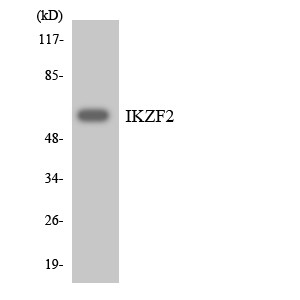 Western blot analysis of the lysates from HeLa cells using IKZF2 antibody.