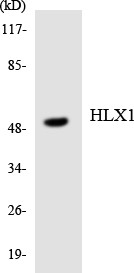 Western blot analysis of the lysates from HeLa cells using HLX1 antibody.