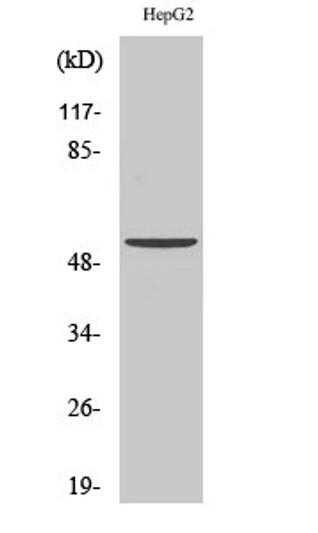 Western blot analysis of HepG2 cells using hnRNP F Polyclonal Antibody