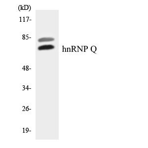 Western blot analysis of the lysates from HT-29 cells using hnRNP Q antibody.