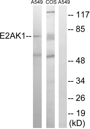 Western blot analysis of lysates from A549 and COS7 cells, using EIF2AK1 Antibody. The lane on the right is blocked with the synthesized peptide.