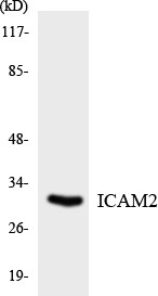 Western blot analysis of the lysates from HT-29 cells using ICAM2 antibody.