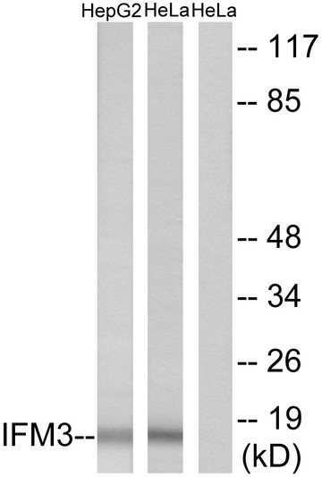 Western blot analysis of lysates from HepG2 and HeLa cells, using IFM3 Antibody. The lane on the right is blocked with the synthesized peptide.