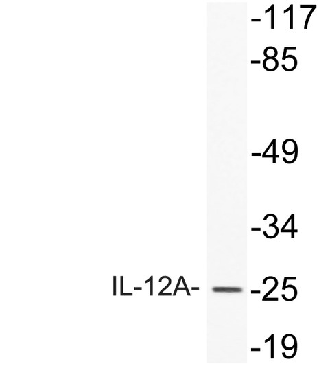 Western blot analysis of lysate from HeLa cells, using IL-12A antibody.