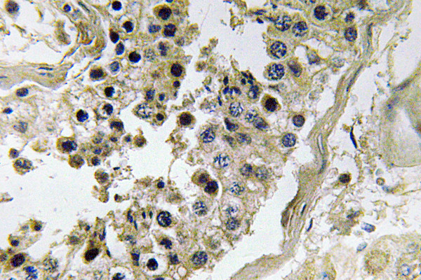 Immunohistochemistry analysis of Inhibin Beta-C antibody in paraffin-embedded human testis tissue.