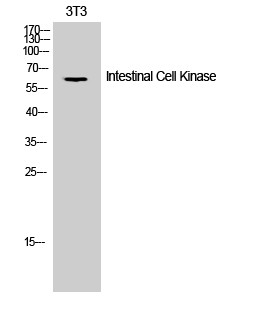 Western blot analysis of 3T3 cells using intestinal cell kinase polyclonal antibody STJ93740