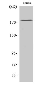 Western blot analysis of various cells using IQGAP3 Polyclonal Antibody diluted at 1:1000 STJ93753
