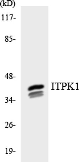 Western blot analysis of the lysates from HepG2 cells using ITPK1 antibody. Western blot analysis of the lysates from HepG2 cells using ITPK1 antibody.