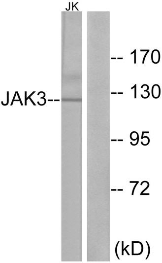 Western blot analysis of lysates from Jurkat cells, using JAK3 Antibody. The lane on the right is blocked with the synthesized peptide.