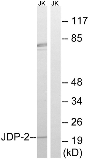 Western blot analysis of lysates from Jurkat cells, using JDP-2 Antibody. The lane on the right is blocked with the synthesized peptide.